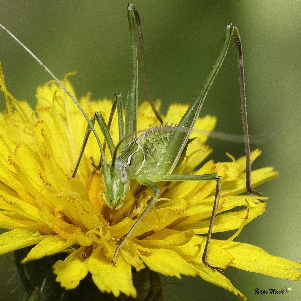 Tylopsis lilifolia (una neanide spinosa) ? S